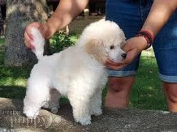 Our poodles are well adjusted, raised underfoot, no kennels outside i currently have three beautiful akc standard poodle puppies. Toy Poodle For Sale Toy Poodle Puppies