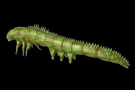 Последние твиты от caterpillarinc (@caterpillarinc). Ancient Caterpillar Had Armoured Spikes To Protect It From Early Birds New Scientist