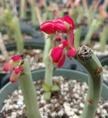 Image result for Monadenium
