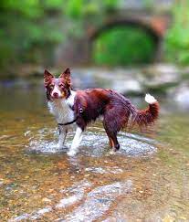 Pin Pa Animal Smiles