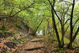 'we willen een mooier en zonniger bos met diverse boomsoorten en open heides voor iedereen, van wandelaars tot ruiters'. Romantik Hotel La Feuille D Or Dilsen Stokkem Limburg Kris Kookt