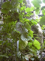 Image result for Dioscorea praehensilis