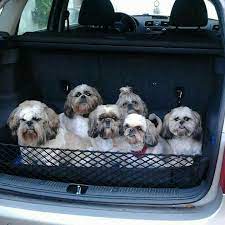 pin on i shihtzu dogs