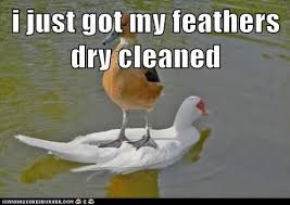 Joke of the day email. I Ll Be Back In The Water Soon Enough Animal Comedy Animal Comedy Funny Animals Animal Gifs