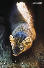 Check out our fisher cat selection for the very best in unique or custom, handmade pieces from our shops. Fisher