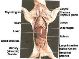 We did not find results for: B Pharynx Cat Digestive System 4th Block Anatomy