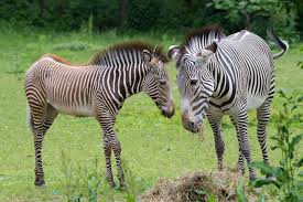 Image result for zebra