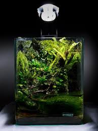 10 L Nano Paludarium Build Aquascape Aquarium Aquarium Decorations Aquascape Design