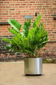 Image result for Cycnium filicalyx