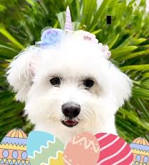 Happy Easter everypawdy! I may not be an easter bunny but mama decide I  should be an Easter bailey 🙄
