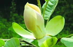 Image result for Magnolia delavayi