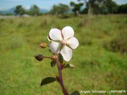 Image result for Sauvagesia