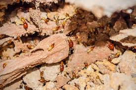 Customer service is a high priority at. Shay Wright Author At Barefoot Mosquito Page 2 Of 5