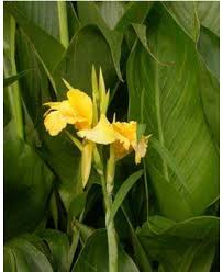 Image result for Dissotis ruandensis