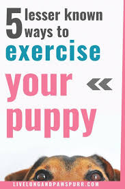 Five Ways To Exercise Your Dog Live Long And Pawspurr In 2020 Dog Wellness Dog Activities Dog Care Tips