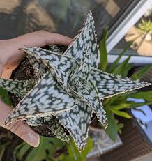 Image result for Aloe carnea