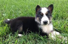 Rare Tri Colored Panda Akc German Shepherd Pup Panda German Shepherd German Shepherd Puppies Akc German Shepherd