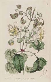 Image result for Clematis brachiata