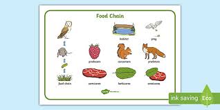Click on the next button below. Food Chain Word Mat With Images Teacher Made
