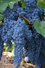 Fruits & fruit treesfilter applied. 27 Black Grapes Ideas Grapes Grape Vines Fruit Trees