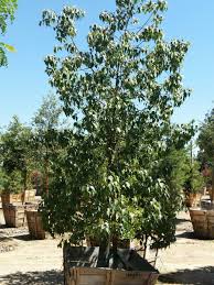 Image result for Brachychiton populneus