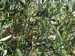 A great rockery or border plant that is also good for hanging baskets and pots as well. Tasmania S Edible Native Plants Feisty Tasmanian The Home Of Tasmanian Edible Native Plants