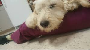Our team is committed to educating our clients in how to keep your pets healthy year round, with good nutrition and exercise. Veterinary In Suisun City Ca All 4 Paws Veterinary Hospital