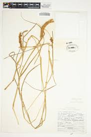 Image result for Cenchrus biflorus