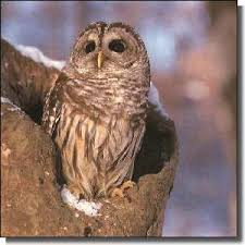 Oiseau De Votre Mois De Naissance La Chouette