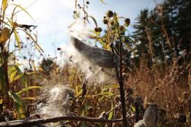 Harvest Milkweed Pods Plant Monarch Butterfly Garden University Of Illinois Extension