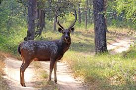 sambar deer wikipedia