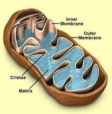 What Mitochondria Look Like Eukaryotic Cell Cellular Respiration Mitochondria