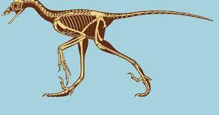 Archaeopteryx The Transitional Fossil Dinosaur Images Fossil Modern Birds