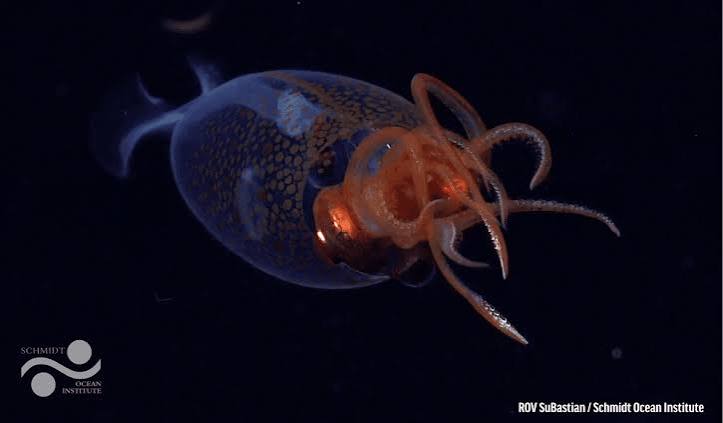 Colossal Squid | Oceana