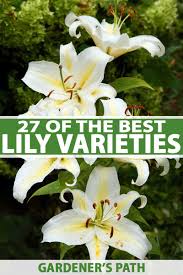 Types of lilies in the american hybrid classification (division iv) include all the lilies that are native to north america. 27 Of The Best Lily Varieties Gardener S Path
