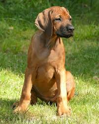 Für einen reinrassigen welpen zahlt ihr hier zwischen 1.500€ und 2.000€. Rhodesian Ridgeback Kennel Of Highland Cottage Vdh Fci Zucht In Nrw News Und Bilder