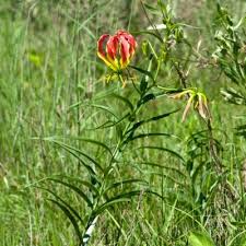 Image result for Gloriosa sessiliflora