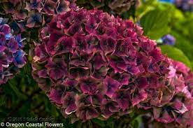 Pin On Plants I Want
