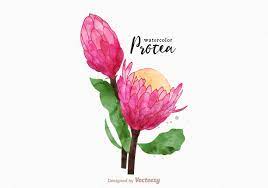 Free Vector Watercolor Protea Flower Protea Flower Vector Art Design Watercolor