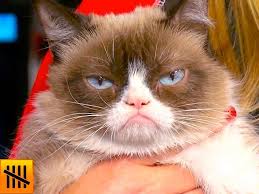 5 Things You Didn T Know About Grumpy Cat Youtube