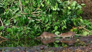 Norway rats eat a wide variety of foods but mostly prefer cereal grains, meats, fish, nuts, and some fruits. What Do Rats Eat Effective Rodent Control