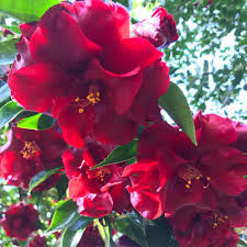 Dry shade, low water/no water, oregon coast. Photo 67752 Camellia Japonica Black Magic Plant Lust