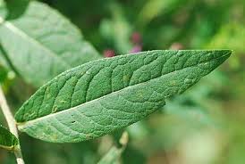 Image result for Vernonia muelleri