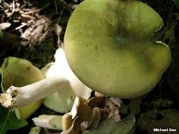 Image result for Russula variata