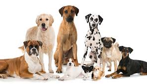 Liver cancer is dangerous because it can spread to virtually any organ. Liver Cancer In Dogs Symptoms Holistic Treatment