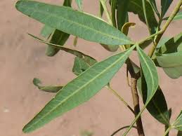 Image result for Searsia tenuinervis