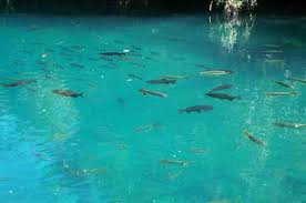 Melimpahnya ikan laut di indonesia juga berarti variasi jenis ikan laut dan olahan masakannya dengan bentuk memanjang dan pipih, fisik ikan belanak sekilas mirip dengan bandeng. Jom Kita Berpantun Sila O Sila