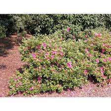 Growing autumn chiffon™ encore® azaleas. Jc Raulston Arboretum Photographs Of Autumn Cheer Encore Azalea