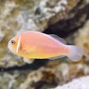 Pink Skunk Clownfish: Saltwater Aquarium Fish for Marine Aquariums