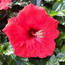 Image result for Hibiscus torrei